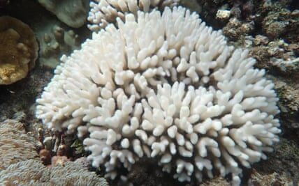 The coral bleaching in Lord Howe Island is becoming a "major" issue due to rising ocean temperatures reaching unprecedented levels.