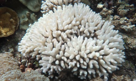 The coral bleaching in Lord Howe Island is becoming a "major" issue due to rising ocean temperatures reaching unprecedented levels.