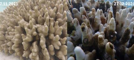 The Great Barrier Reef has faced its fifth occurrence of mass coral bleaching in the span of eight years, as verified by the marine park authority.