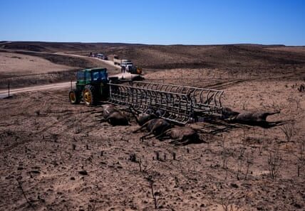 The recent Texas wildfire highlights the challenges faced by cattle ranchers due to climate extremes. In some cases, the ranchers' cattle were so severely burned that they could not be rescued.