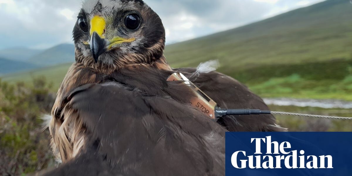The Scottish government plans to issue licenses for grouse moors in order to safeguard birds of prey.