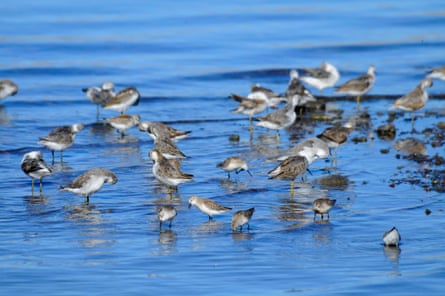 Small wading birds in the shallows of a lake