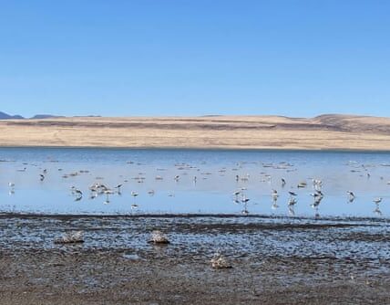"The survival of migratory birds hinges on this saline lake - yet it is slowly fading away."
