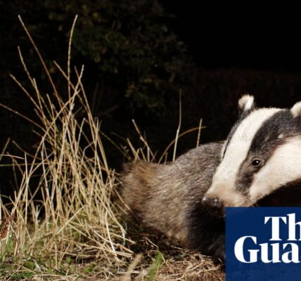 The UK government has reversed its decision to gradually eliminate the badger cull.