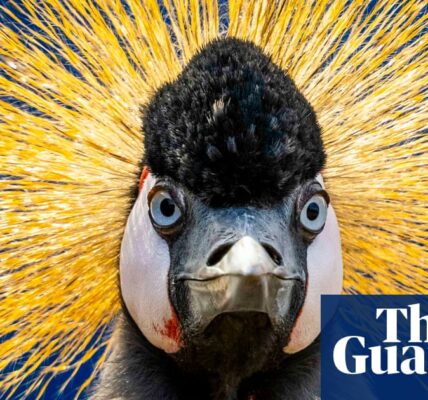 The weekly roundup of wildlife in photos features a regal crane, a clumsy baby owl, and dozing seals.