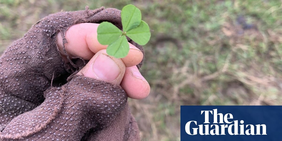 Today's entry in the country diary is about a small but surprising discovery I made while out for a walk- a four-leaf clover at my feet, which I consider a lucky and rare find. Written by Kate Blincoe.

In this edition of the country journal, I share the unexpected delight of stumbling upon a four-leaf clover during my stroll. As the bearer of luck and an uncommon sight, it was a small yet wondrous discovery. Composed by Kate Blincoe.