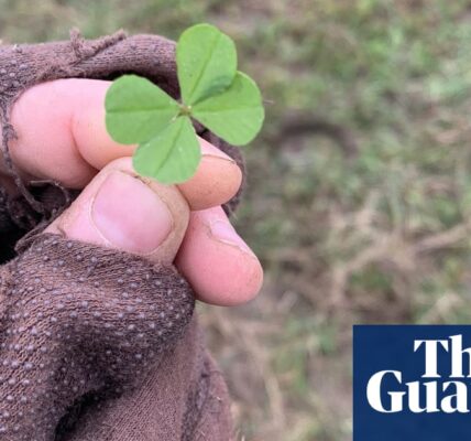 Today's entry in the country diary is about a small but surprising discovery I made while out for a walk- a four-leaf clover at my feet, which I consider a lucky and rare find. Written by Kate Blincoe.

In this edition of the country journal, I share the unexpected delight of stumbling upon a four-leaf clover during my stroll. As the bearer of luck and an uncommon sight, it was a small yet wondrous discovery. Composed by Kate Blincoe.