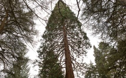 Unseen titans: the United Kingdom's half a million redwood trees outshine California