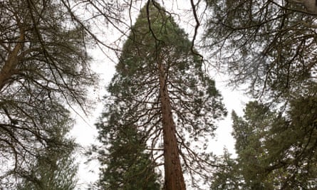 Unseen titans: the United Kingdom's half a million redwood trees outshine California