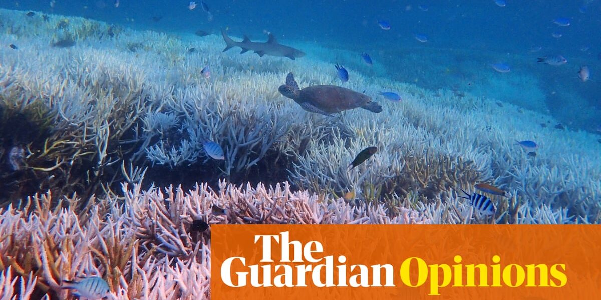 We can’t pretend we’re doing enough if we want to give the Great Barrier Reef a chance to survive | Adam Morton