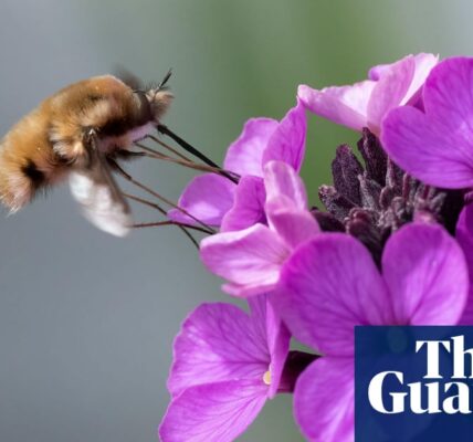 ‘A glittering new world of intrigue’: the rich stories Britain’s insects have to tell