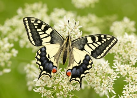 A very British butterfly: spectacular swallowtail is built for capricious summers