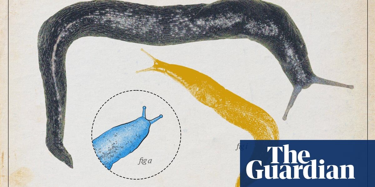Ash-black slug – this magnificent gastropod is the epitome of grace
