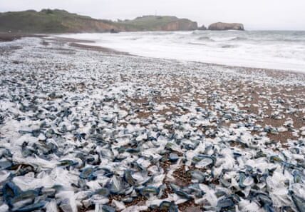 Blue, mysterious and arriving by the millions: the alien-like creatures blanketing US beaches