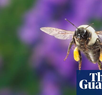 Bumblebee species able to survive underwater for up to a week