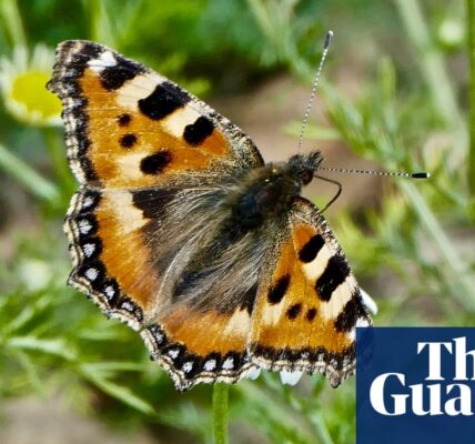 Butterfly study finds sharpest fall on record for small tortoiseshell in England