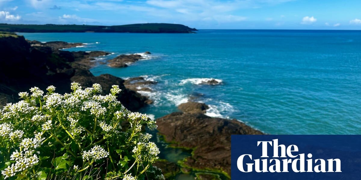Country diary: A fine coastline with secrets in the soil | Alex Pearce-Broomhead