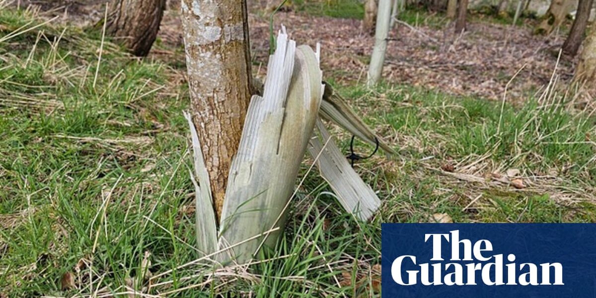 Country diary: A glorious springtime copse, blighted by discarded tree guards | Susie White