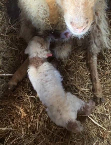 Country diary: Lambing is in full swing on the farm | Andrea Meanwell