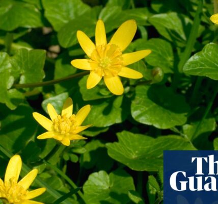 Country diary: Standing up for the lesser celandine, a truly sensitive flower | Jim Perrin