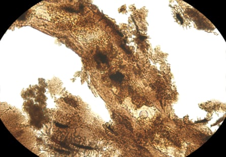 A closeup of an acid-extracted diplodocid (Jurassic long-necked dinosaur) blood vessel.