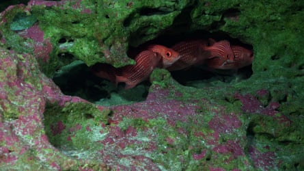 Soldierfish gather on the summit of an underwater seamount