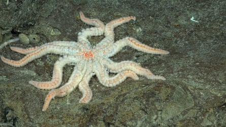 A Coronaster starfish on the south-western flank of Rapa Nui
