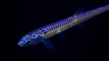 A deep-sea dragon fish