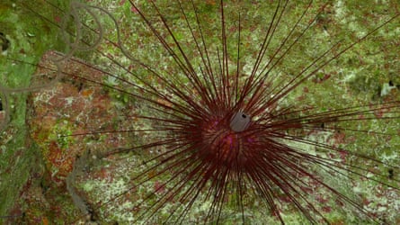 A Diadema sea urchin