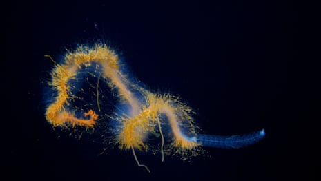 A galaxy siphonophore