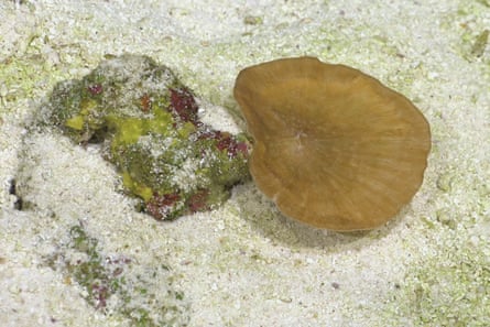 The deepest-known photosynthesis-dependent wrinkle coral (Leptoseris)