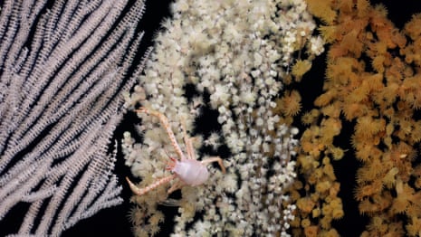 A squat lobster among primnoid coral partially overgrown with two species of zoanthid coral