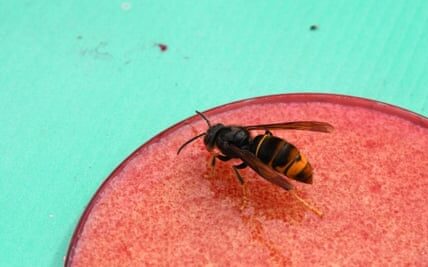 Early warning system to track Asian hornets unveiled by UK researchers