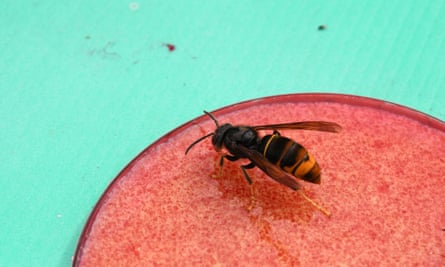 Early warning system to track Asian hornets unveiled by UK researchers