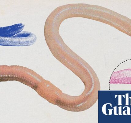 Earthworm crowned UK invertebrate of the year by Guardian readers