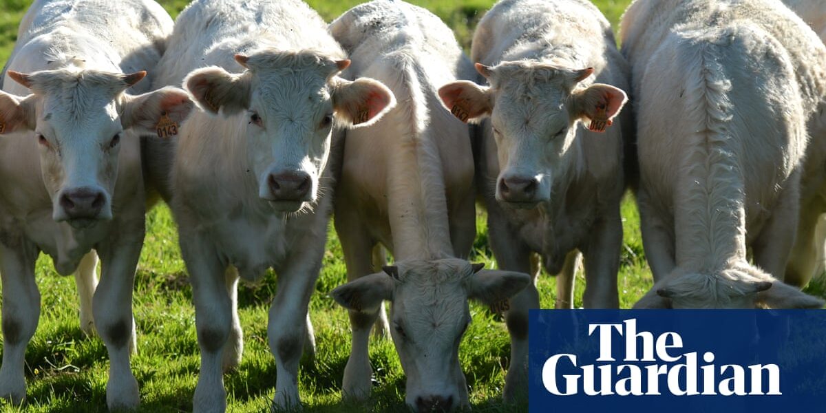 EU pumps four times more money into farming animals than growing plants