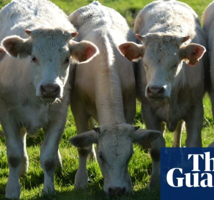 EU pumps four times more money into farming animals than growing plants