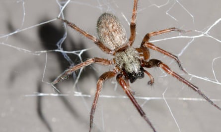 Grey house spider (Badumna longinqua) on a web