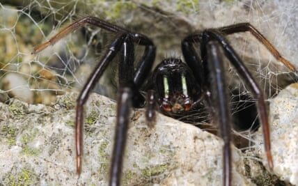 Exotic spiders flourishing in Britain as new jumping species found in Cornwall