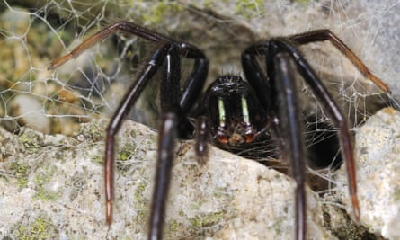 The green-fanged tube web spider (Segestria florentina) on a rock