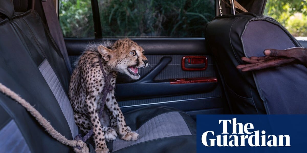 Exploring why we photograph animals – in pictures