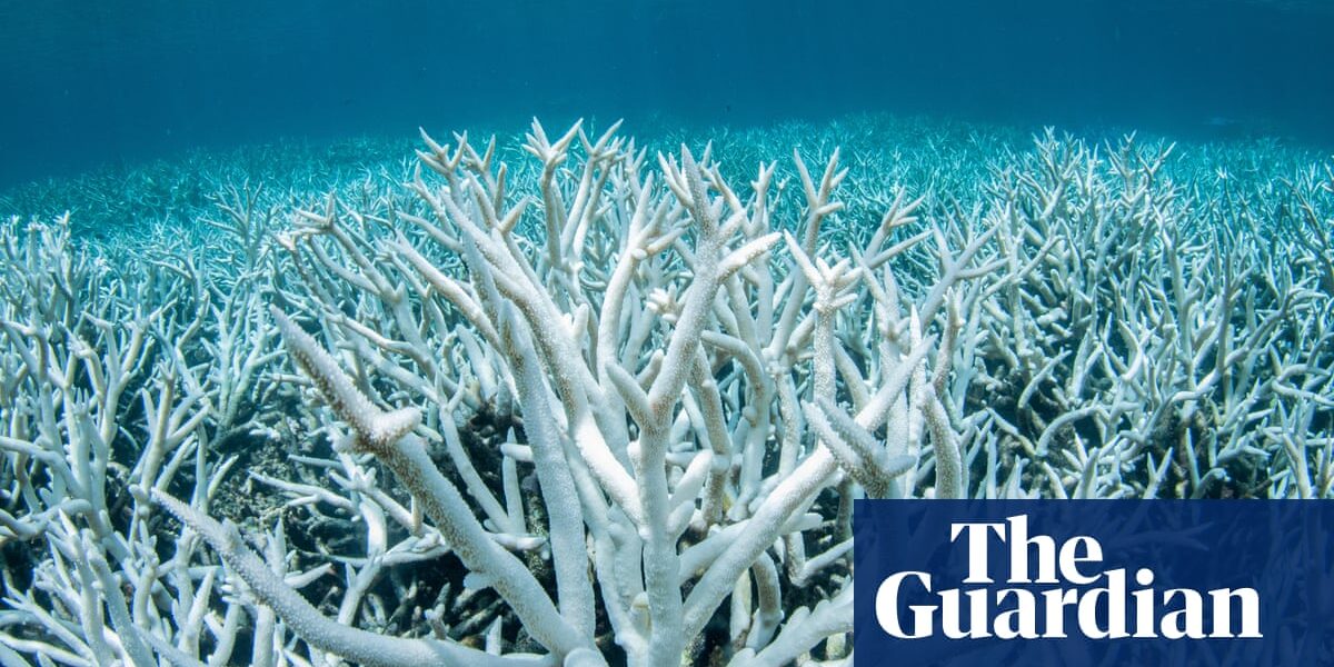 Global heating pushes coral reefs towards worst planet-wide mass bleaching on record