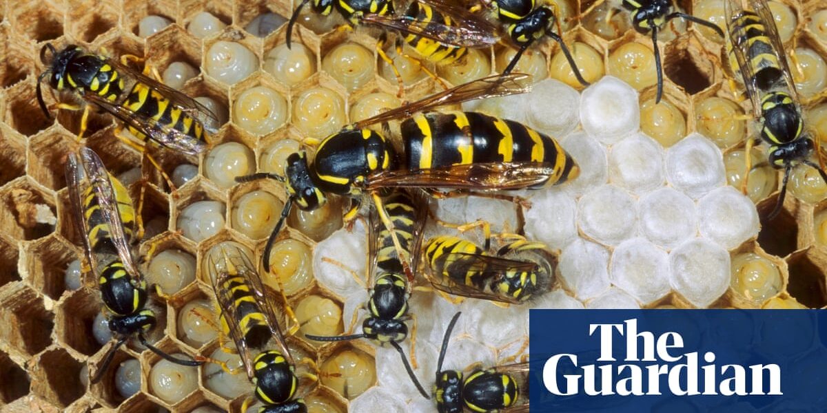 In defence of wasps: a misunderstood insect with human-like qualities