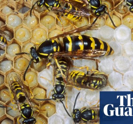 In defence of wasps: a misunderstood insect with human-like qualities