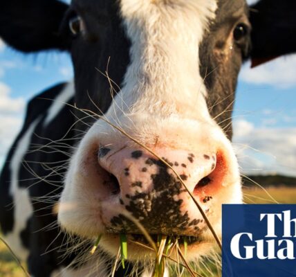 M&S invests £1m in tackling methane from burping and farting cows