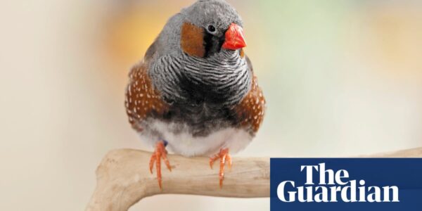 Noise from traffic stunts growth of baby birds, study finds