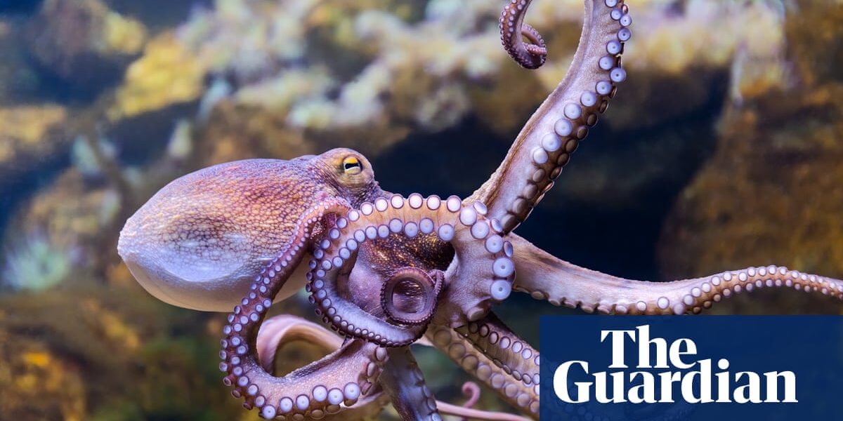Octopuses could lose eyesight and struggle to survive if ocean temperatures keep rising, study finds