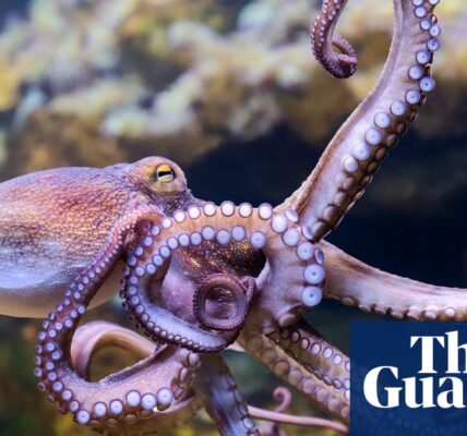 Octopuses could lose eyesight and struggle to survive if ocean temperatures keep rising, study finds