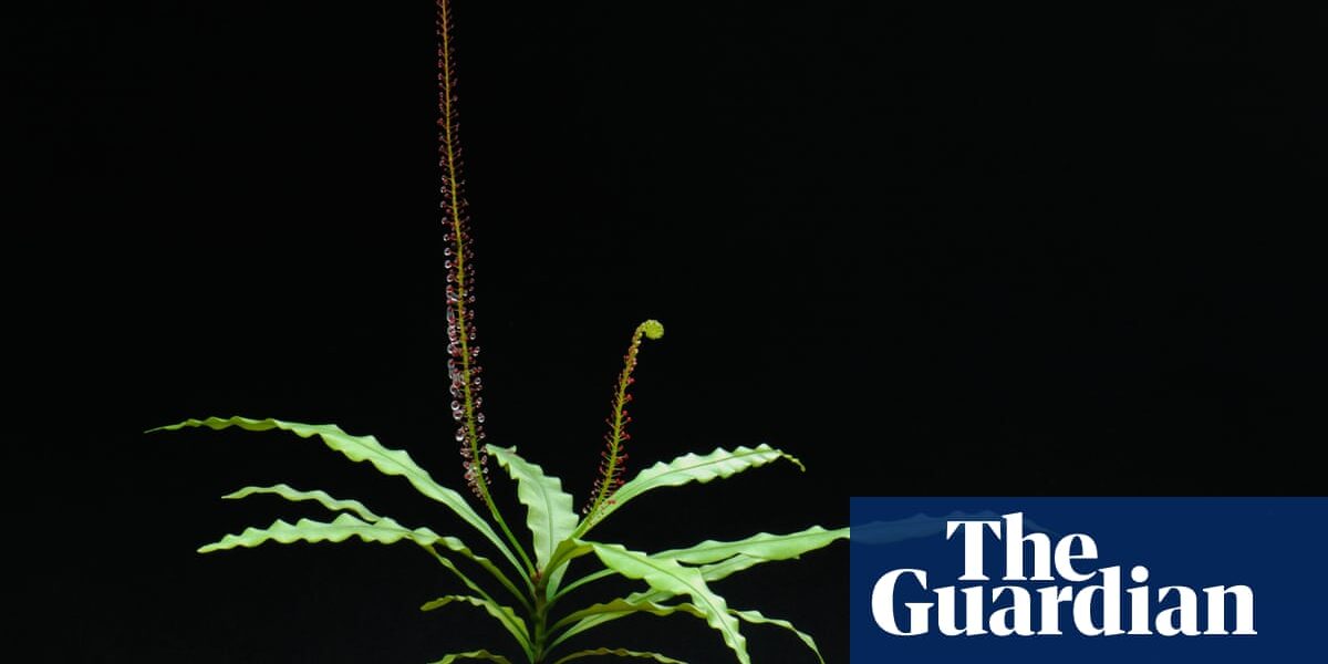 Plantwatch: why does a rainforest vine turn into a part-time carnivore?