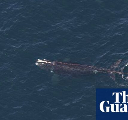 Rope-entangled right whale spotted off coast of New England